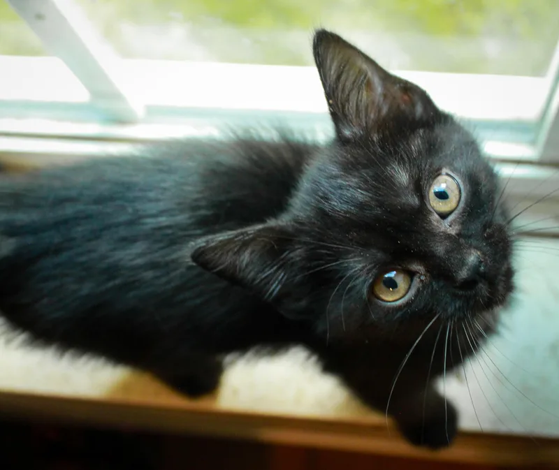 A baby medium-sized female Black & White / Tuxedo Domestic Short Hair cat named Rye for adoption in Ona, WV