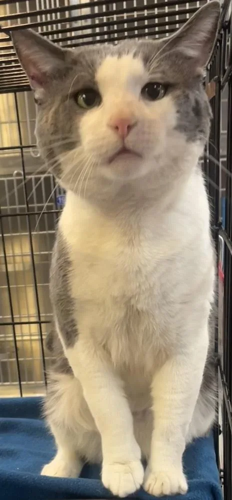 An adult large-sized male Gray & White Domestic Short Hair cat named Jasper for adoption in Southbury, CT