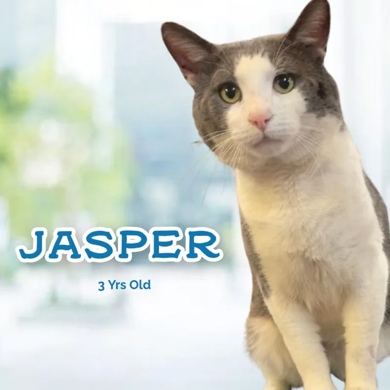 Jasper thumbnail 5