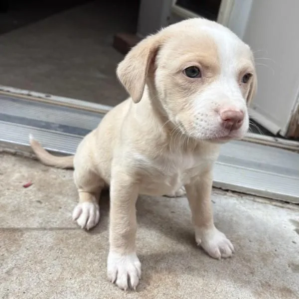 A baby small-sized female Labrador Retriever dog named Farrah for adoption in Albuquerque, NM
