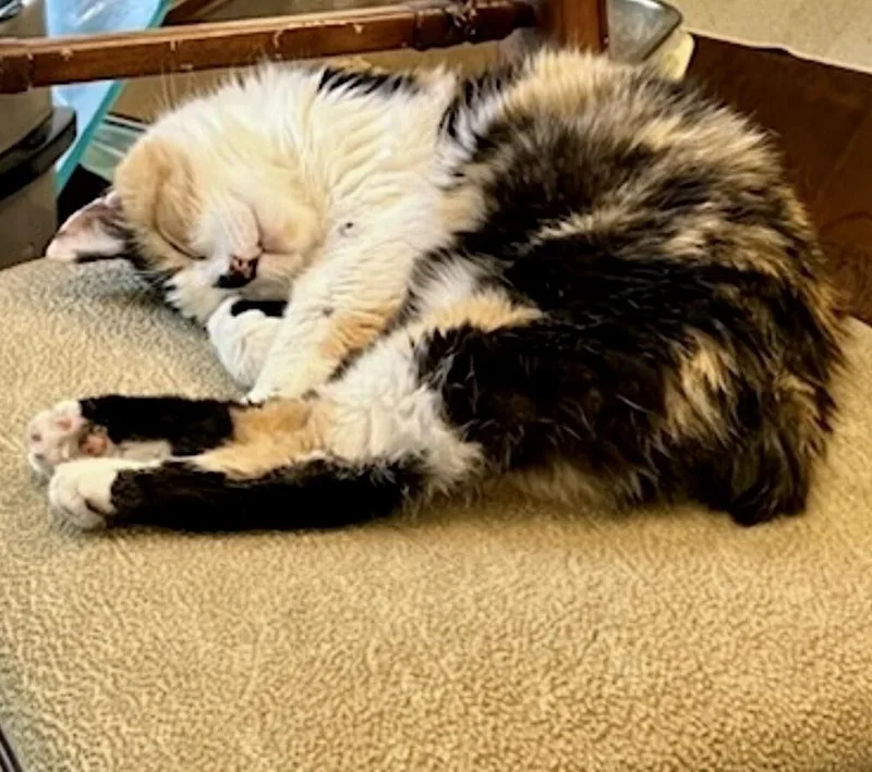 An adult medium-sized female Calico cat named Lydia for adoption in Little Rock, AR