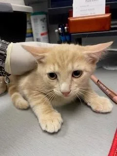 A baby small-sized male Domestic Short Hair cat named Apollo for adoption in Saint Cloud, FL