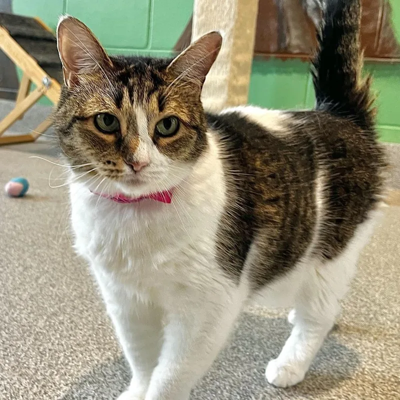 A senior large-sized female White Domestic Short Hair cat named Maxine for adoption in Englewood, FL