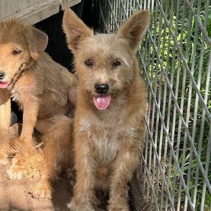 A young medium-sized female Yellow / Tan / Blond / Fawn Wirehaired Terrier dog named Lele for adoption in Fredericksburg, TX