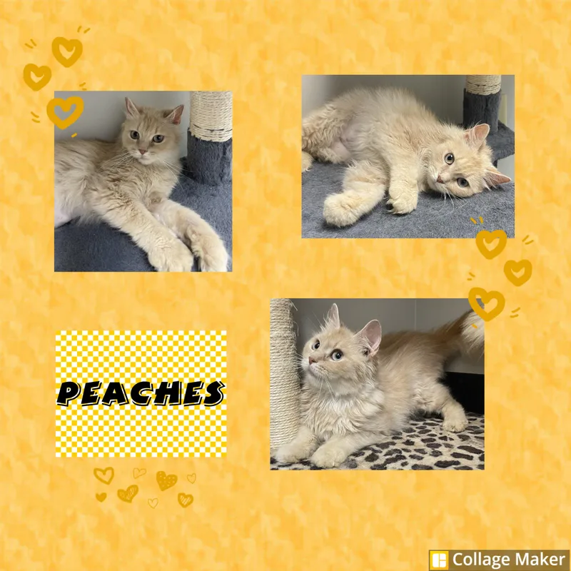 An adult medium-sized female Domestic Medium Hair cat named Peaches for adoption in Clearfield, PA