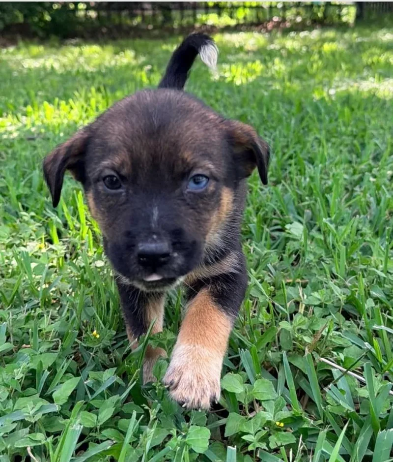 A baby medium-sized female Tricolor (Brown, Black, & White) German Shepherd Dog dog named Joan Jett for adoption in Brewster , NY