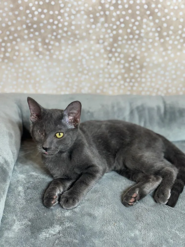 A baby small-sized male Domestic Short Hair cat named Crimson Pulse for adoption in Wintersville, OH