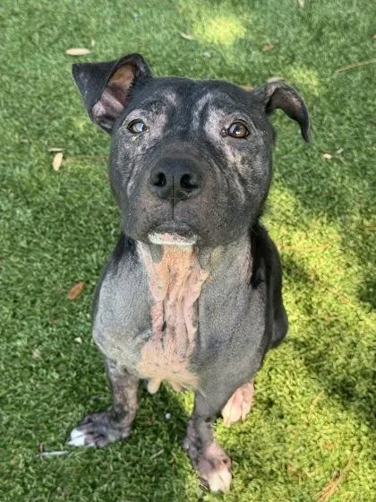 An adult large-sized female Pit Bull Terrier dog named Aiko for adoption in Daytona Beach, FL