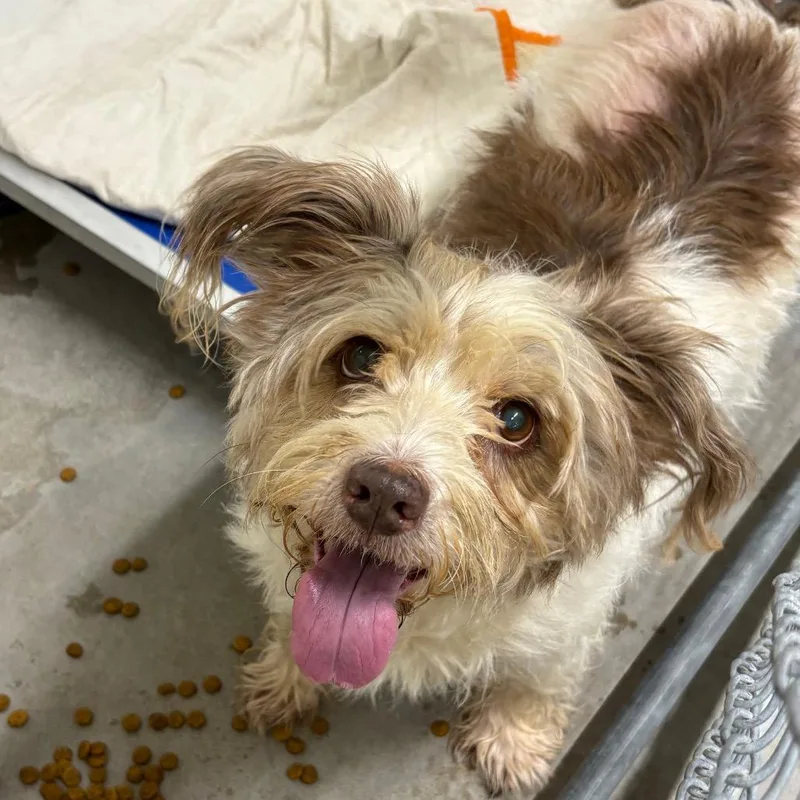 A senior small-sized female White / Cream Mixed Breed dog named Bubbles for adoption in Manhattan, KS