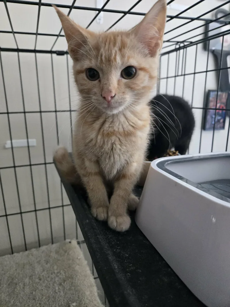 A young medium-sized female Tabby (Orange / Red) Domestic Short Hair cat named Fiona for adoption in oxford, PA
