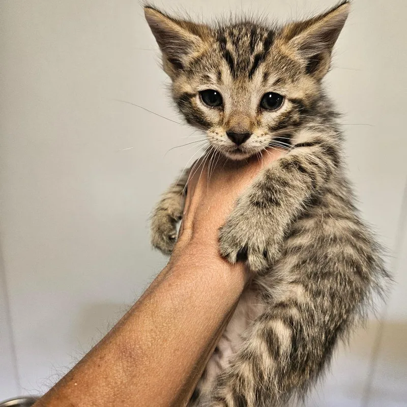 A baby small-sized male Gray / Blue / Silver Domestic Short Hair cat named Celo for adoption in Hattiesburg, MS