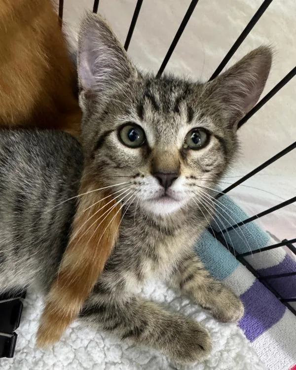 A baby small-sized male Domestic Short Hair cat named Torta for adoption in Novato, CA