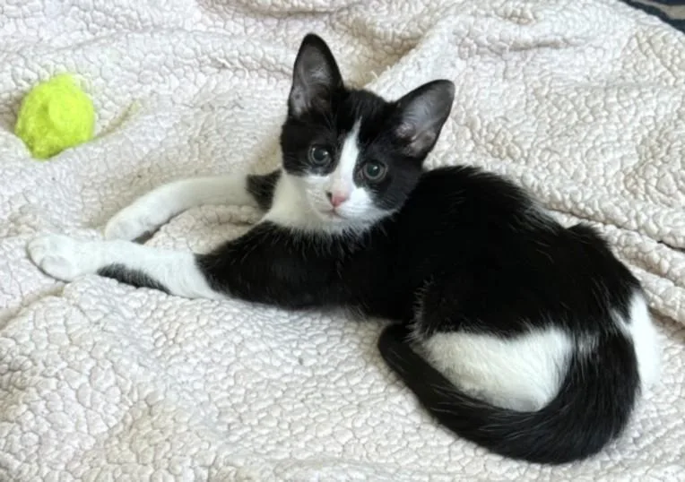 A baby small-sized female Domestic Short Hair cat named Cookies & Cream for adoption in Burbank, CA