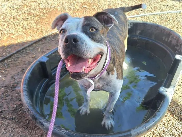 An adult large-sized female Pit Bull Terrier dog named Chloe for adoption in Phoenix, AZ