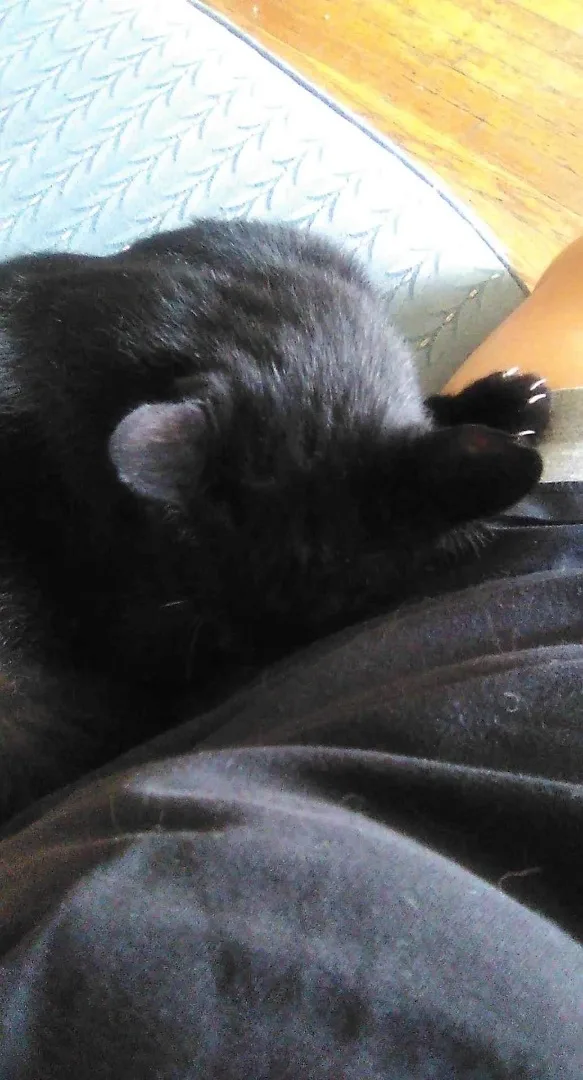 Pete Intelligent Smart 