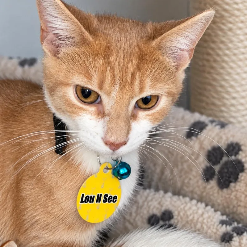 A baby small-sized male Orange / Red Domestic Short Hair cat named Lou N. See for adoption in Howard beach, NY