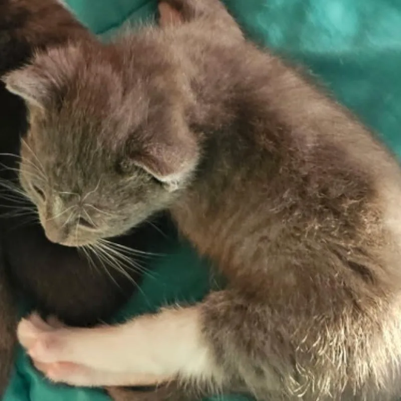 A baby small-sized female Gray / Blue / Silver Domestic Short Hair cat named Boo for adoption in Ashland, OR