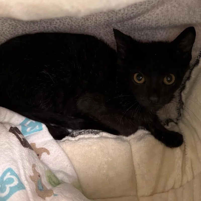 A baby small-sized female Black Domestic Short Hair cat named Pepperoni for adoption in Lynchburg, VA