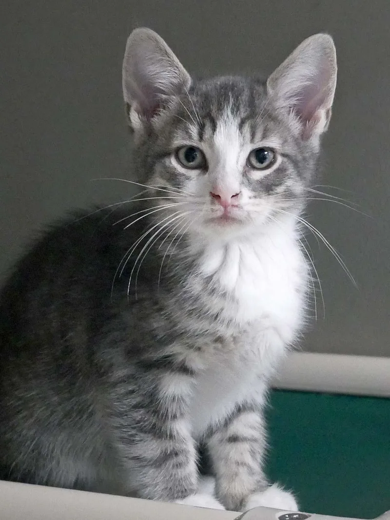 A baby small-sized male Blue Point Domestic Short Hair cat named Huey for adoption in Bloomingdale, NJ