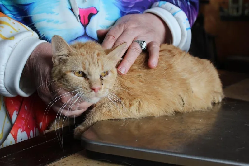 An adult medium-sized female Domestic Short Hair cat named London for adoption in Rice Lake, WI