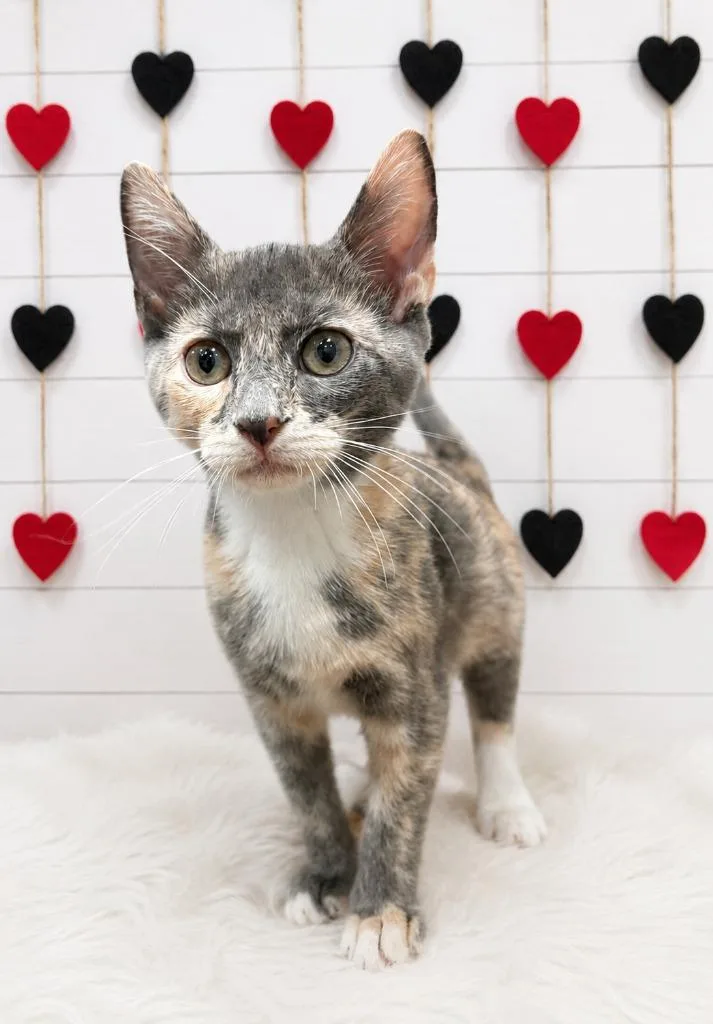 A baby small-sized female Domestic Short Hair cat named Bo Peep for adoption in Corpus Christi, TX