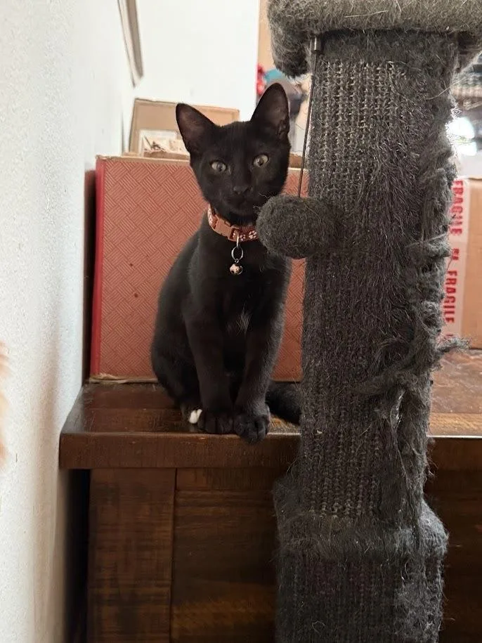A baby small-sized female Black Domestic Short Hair cat named Osteen for adoption in Deltona, FL