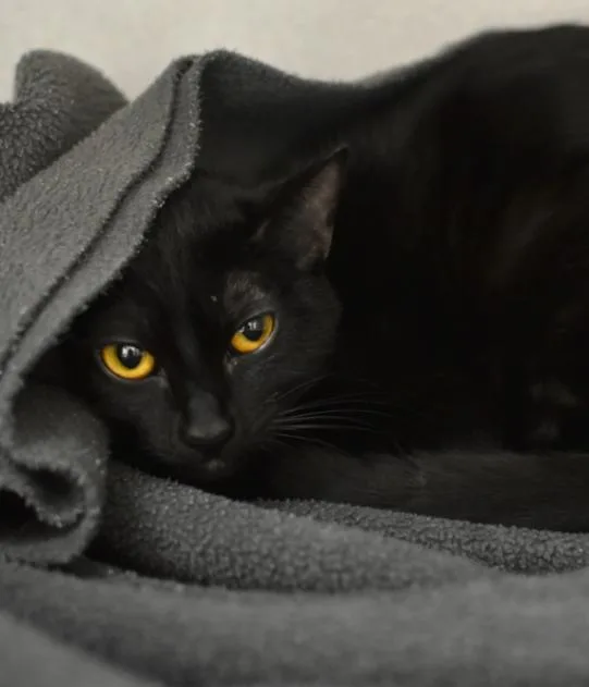An adult medium-sized female Black Domestic Short Hair cat named Persephone for adoption in Marietta, GA