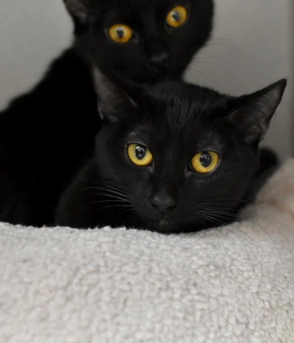 Persephone thumbnail 2