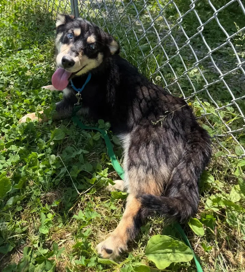 A baby medium-sized female Mixed Breed dog named Nyx for adoption in Hyde Park, NY
