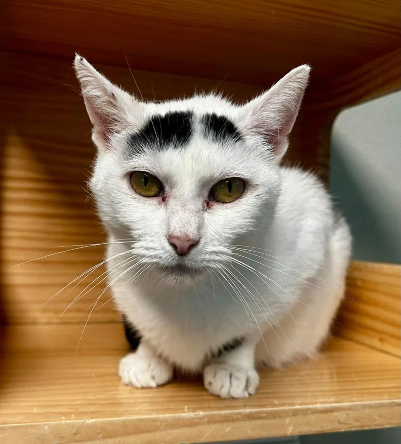 An adult large-sized female Black & White / Tuxedo Domestic Short Hair cat named Clover for adoption in New Philadelphia, OH