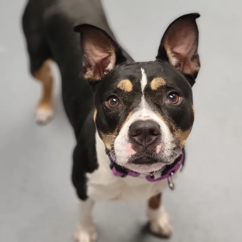 An adult medium-sized female Black Mixed Breed dog named Roxi for adoption in Sarasota, FL