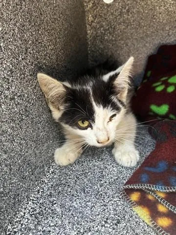 A baby small-sized male Domestic Short Hair cat named Oreo for adoption in Salinas, CA