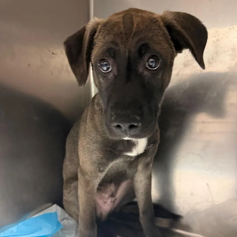 A baby small-sized male Black Mixed Breed dog named Bobble for adoption in Charleston, WV