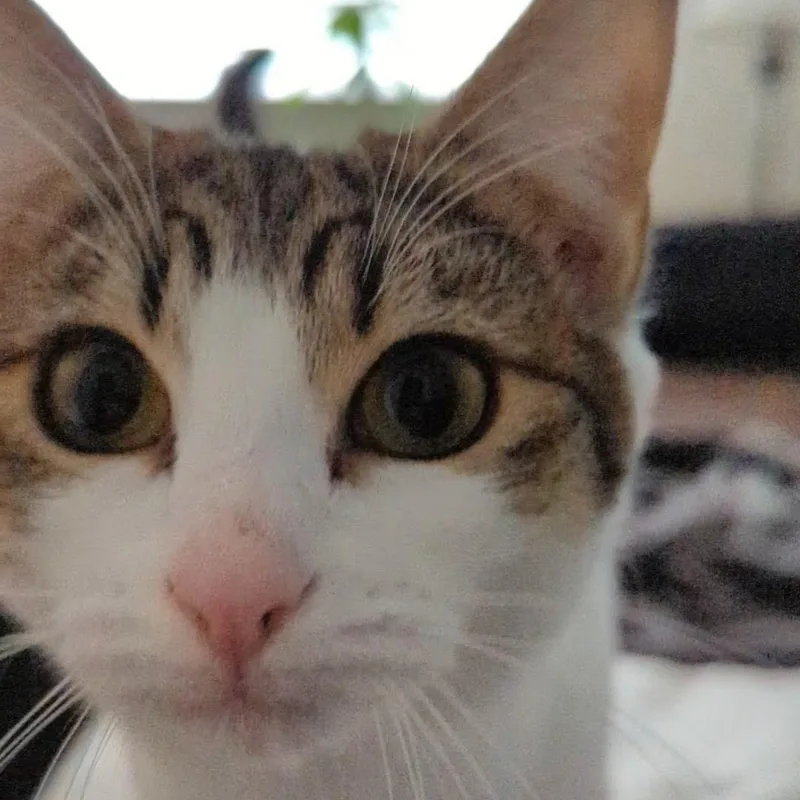 An adult medium-sized female Tabby (Brown / Chocolate) Domestic Short Hair cat named Nina See The Videos! for adoption in Portland, OR