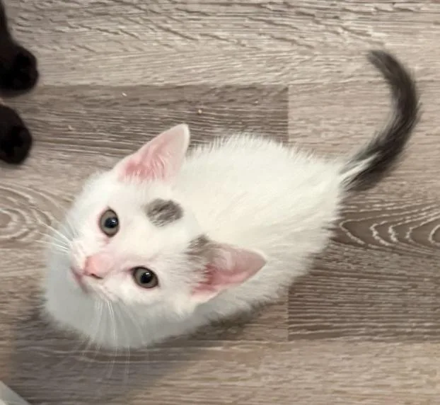 A baby medium-sized male Black & White / Tuxedo American Shorthair cat named Dustin for adoption in Richardson, TX