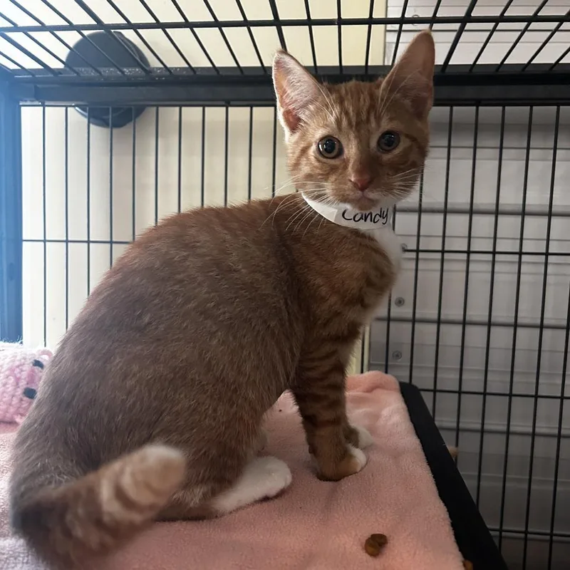 A baby small-sized female Orange / Red Domestic Short Hair cat named Candy Pop for adoption in Chesapeake, VA