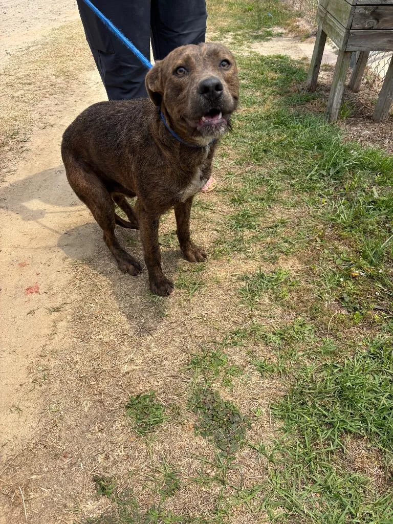 A young large-sized male Terrier dog named Smokey for adoption in Metter, GA