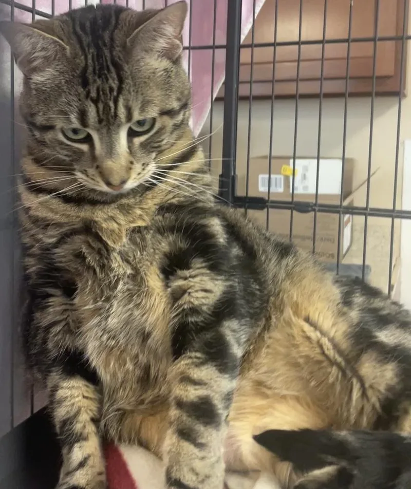 An adult large-sized male Domestic Short Hair cat named Abraham for adoption in Southbury, CT