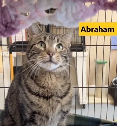 Abraham thumbnail 2