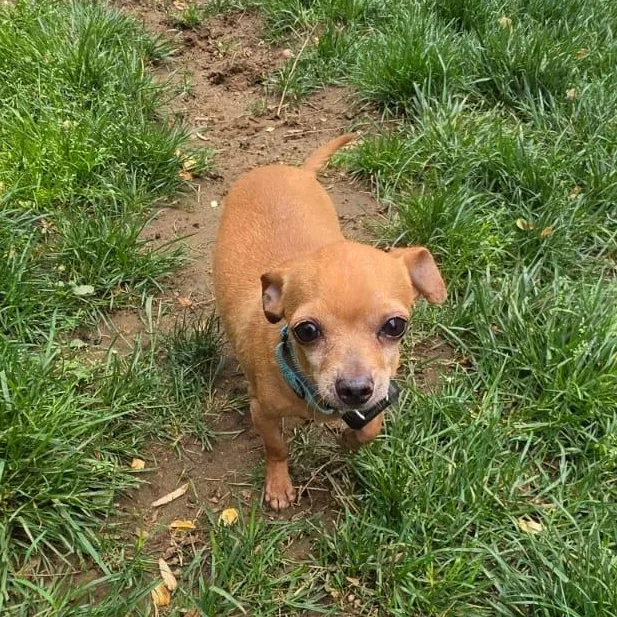 An adult small-sized male Golden Chihuahua dog named Dino for adoption in Baldwin, MD