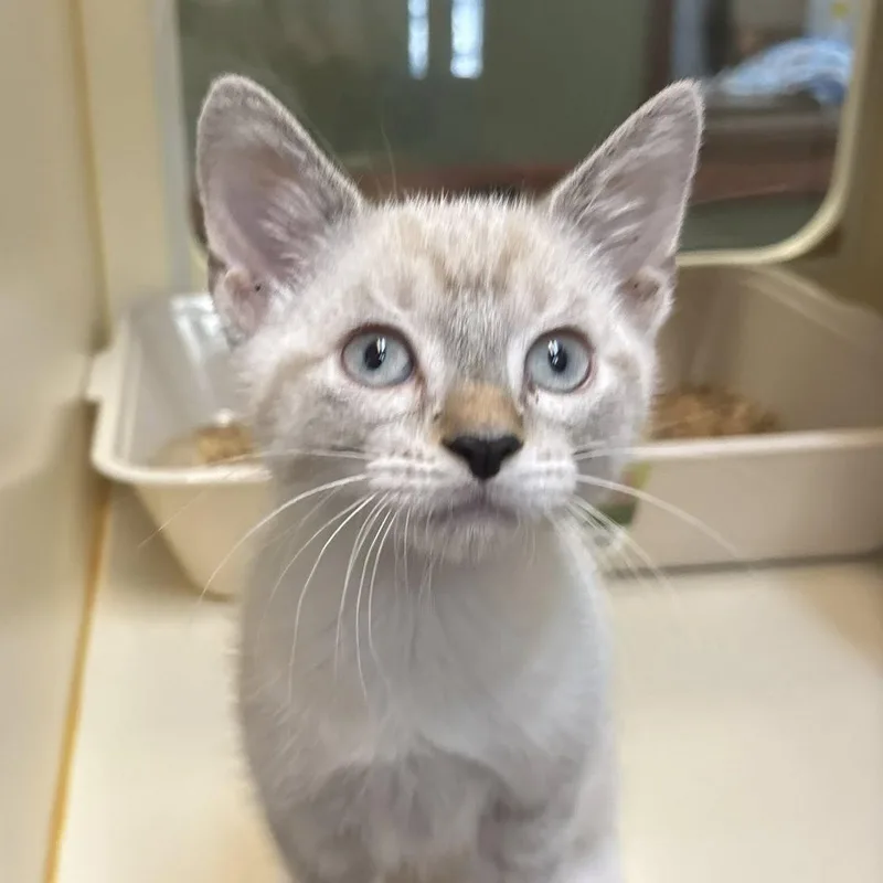 A baby medium-sized female Domestic Short Hair cat named Annalee And Meeko for adoption in Redmond, WA
