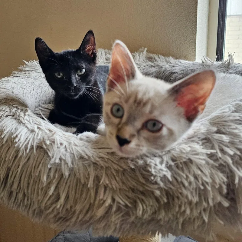 Annalee And Meeko thumbnail 3