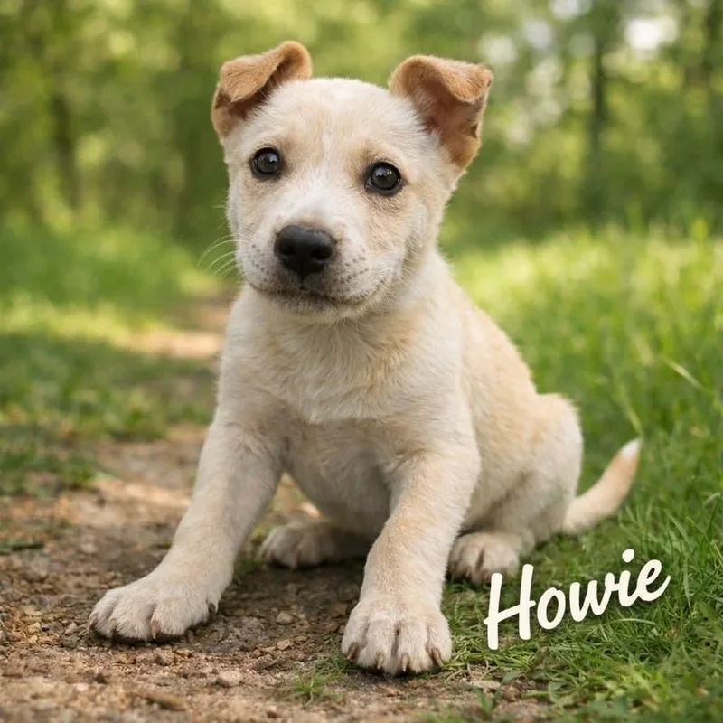 A baby medium-sized male Labrador Retriever dog named Howie for adoption in PLAINFIELD, CT