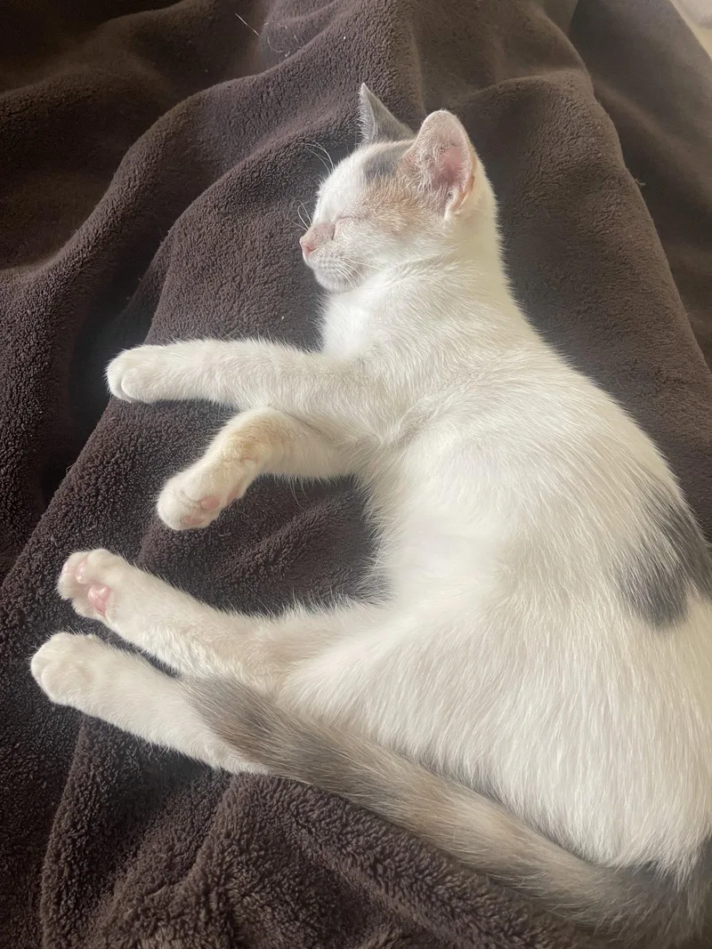 A baby small-sized female Dilute Calico cat named Pixie for adoption in Phoenix, AZ