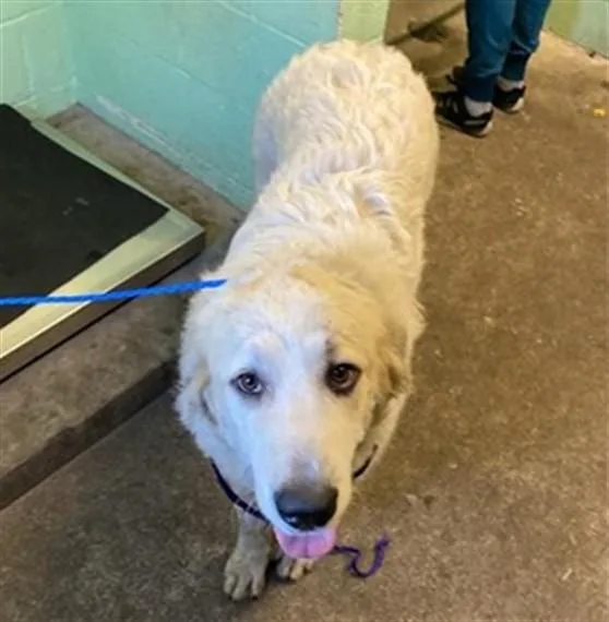 A young large-sized female Great Pyrenees dog named Sally for adoption in Sacramento, CA