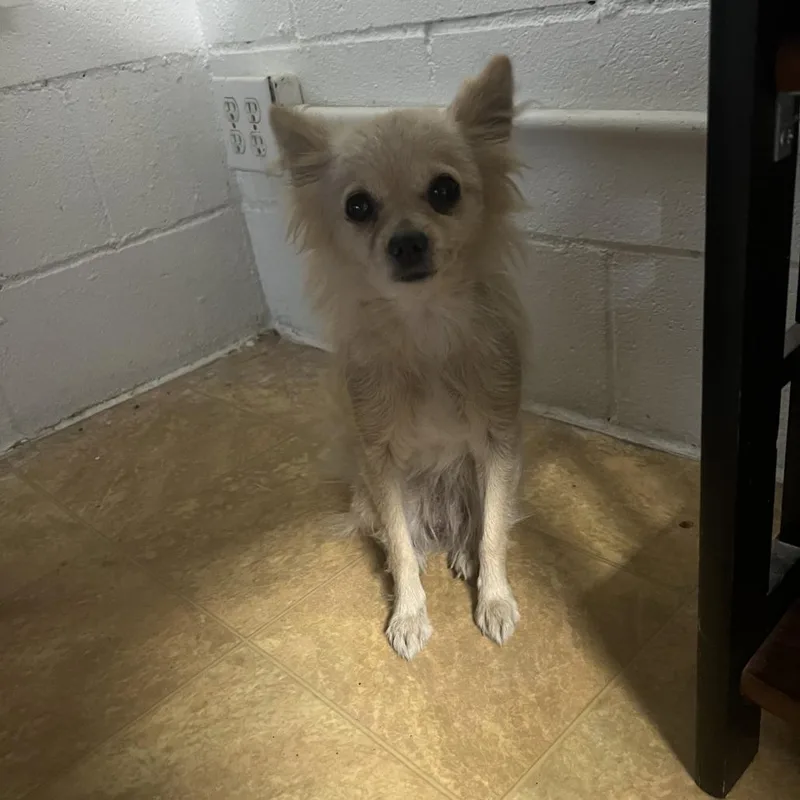 An adult small-sized female Chihuahua dog named Thumbelina for adoption in Tacoma, WA