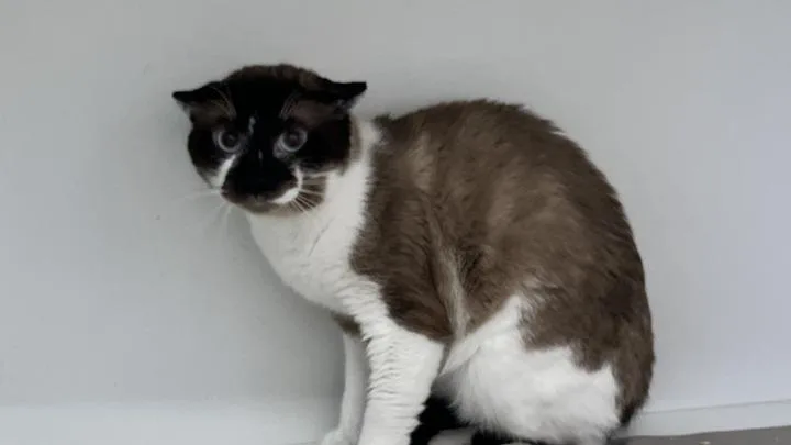 An adult large-sized male Seal Point Snowshoe cat named Jax for adoption in Chestertown, MD
