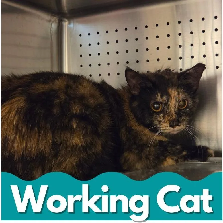 A young medium-sized female Tortoiseshell Domestic Short Hair cat named Clap for adoption in Asheville, NC