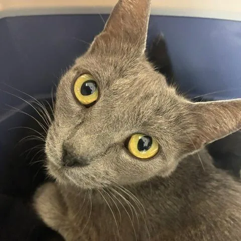 A young medium-sized female Gray / Blue / Silver Domestic Short Hair cat named Artemis for adoption in Los Angeles, CA