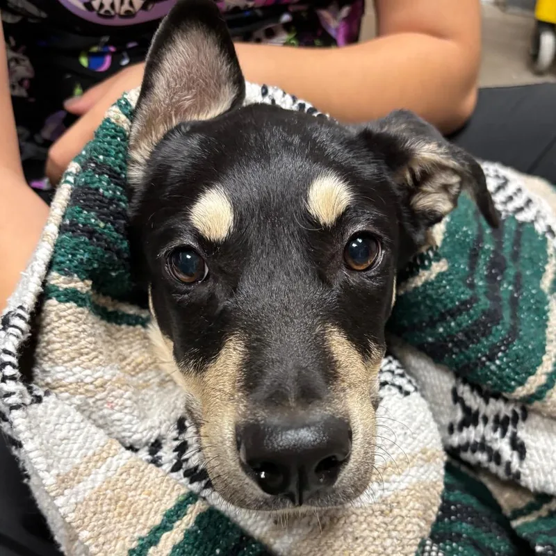 A young large-sized male Black Shepherd dog named Eeyore for adoption in Yuma, AZ